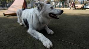 Nada de choripán o anticuchos: los consejos para cuidar a tus mascotas en Fiestas Patrias