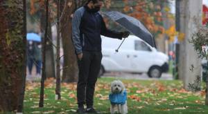 Muerte de una mascota: proyecto busca dar un día libre por duelo