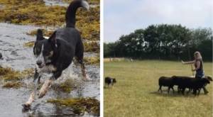 Abandonaron a una perrita tras quedar sorda, fue adoptada por otra familia y ahora entiende señas