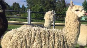 Anticuerpos de alpacas contra el Covid-19: así funciona el tratamiento