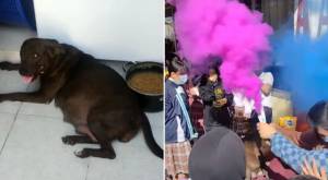 Estudiantes adoptan a una perrita embarazada y le celebran un “baby shower”