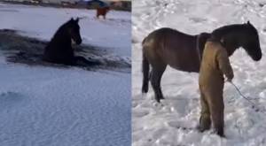 Trabajo en comunidad: Caballo es rescatado de aguas congeladas en Punta Arenas