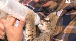 Regalos de la vida: Tuvimos la oportunidad de dar leche a un serval guagüita