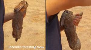Hombre rescató a conejo de incendios forestales mojándolo con un balde de agua
