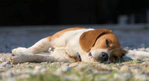 Buscan salvar a más de 30 cachorros beagle de ser usados en experimento