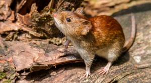 Confirman primera muerte por hantavirus en la región de La Araucanía