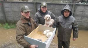 Carabineros logró rescatar a perrita y sus cachorros atrapados en inundaciones de Concepción