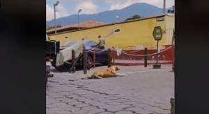 Perrito "simuló" discapacidad para que turistas le dieran agua y comida 