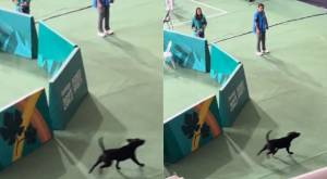 "No podía faltar el firulais": Perrito se robó las miradas al entrar a partido de vóleibol en Santiago 2023 