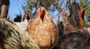 Preocupación por gripe aviar en planta industrial: ¿Es seguro comer pollo?