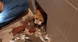 Obreros arreglaron un baño pero dejaron al gatito dentro de la pared 