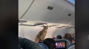 Se escapó de primera clase: Gato que sorprendió a pasajeros de un avión arrasa en TikTok