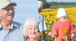 Por sus bodas de oro: Enamorado hombre plantó más de un millón de girasoles para su esposa