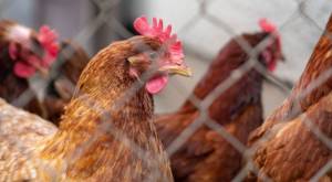 Se confirma primer caso de gripe aviar en Chile
