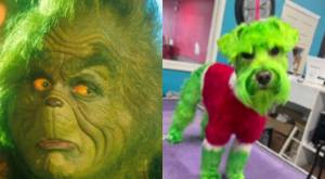 Mujer tiñe a su perrito de verde como el “Grinch” y se llena de críticas