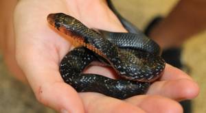 Serpiente