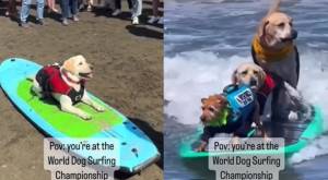 Los más extremos: Así se vivió el Campeonato Mundial de Surf para perros 2023