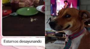 “Eso es traición total”: Perrito escapó de casa para ir a desayunar con la vecina 