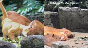 "Oyen", el gatito que vive con capibaras y es el "boom" en Zoo Negara de Malasia