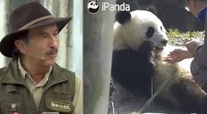 pandas