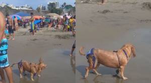 Se robó las miradas: Perrita disfrutó de la playa con bikini incluido