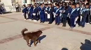 ¡Conmovedor! Perrito callejero recibió reconocimiento por cuidar a niños de una escuela
