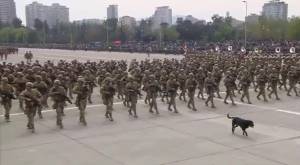 Perrito callejero “se coló” en la Parada Militar y se unió al desfile