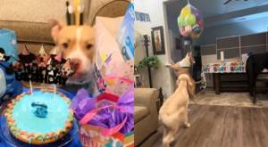 ¡Con piñata incluida! Perrito conquistó las redes con tierna reacción en celebración de sus tres años