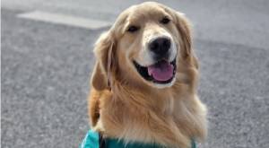 Perro de Carabineros