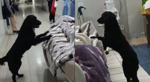 Perrito que acompaña fielmente en el hospital a su dueño desahuciado conmueve en redes