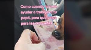 “Trabaja por la croquetita”: Perrita ayuda a su dueño cobrando dinero a los pasajeros de taxi