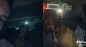 "Que siga el mapa, dice": Chofer de Uber llevó como pasajero a un perrito y lo dejó en la puerta de su casa