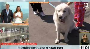 ¡Se robaron las miradas! Perritos enternecen en local de votación