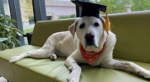 Perro de terapia recibe título honorífico en universidad de Estados Unidos