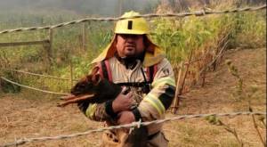 Bombero Jorge Briones rescatando a un pudú