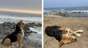 Perrito conmueve en las redes: su dueño murió y lo espera todos los días sentado frente al mar