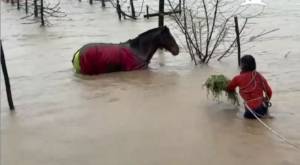 Vecina de Curicó rescató a caballo que estaba en el agua