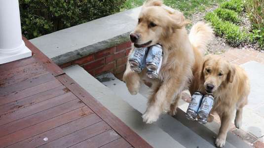 Perritos que hacen delivery de cerveza causan furor en cuarentena