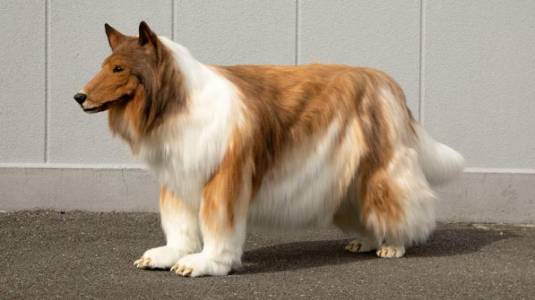 Traje hiperrealista convirtió a un hombre en un border collie