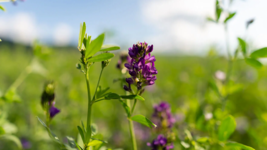 Planta de alfalfa