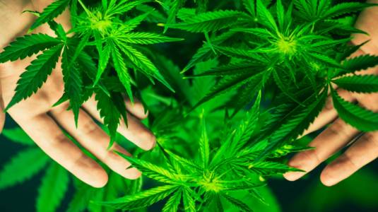 Los principales mitos y verdades del consumo de Marihuana