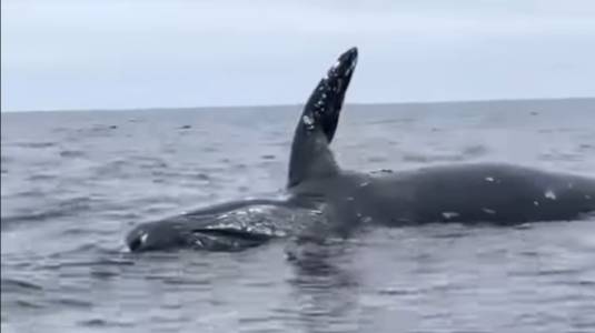 Ballenas explotan tras morir por acumulación de gases