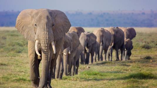 Elefantes en fila 