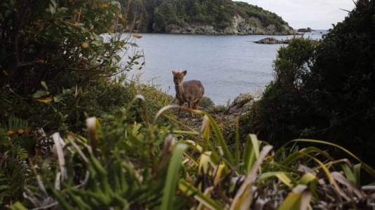 Pudú