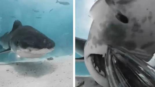 Tiburón se tragó una cámara y video logró captar su interior 