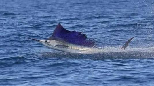 Pez vela saltó del agua y apuñaló a una mujer de 73 años