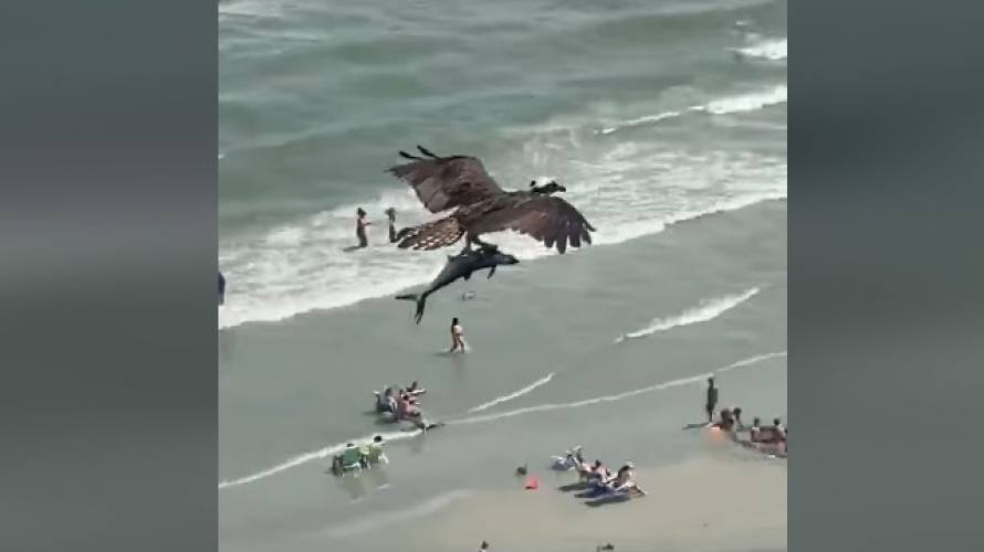 Difunden el momento en que águila lleva un tiburón bebé por los aires