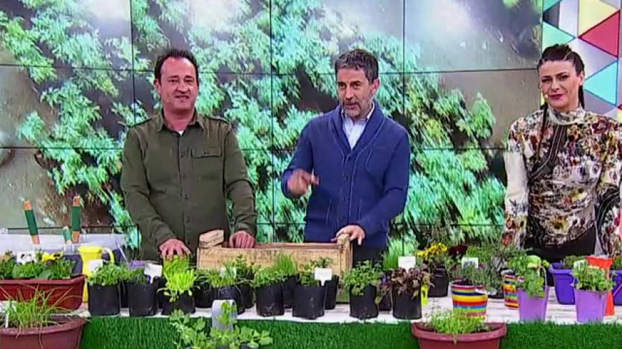 ¡Haz tu propio huerto interior!