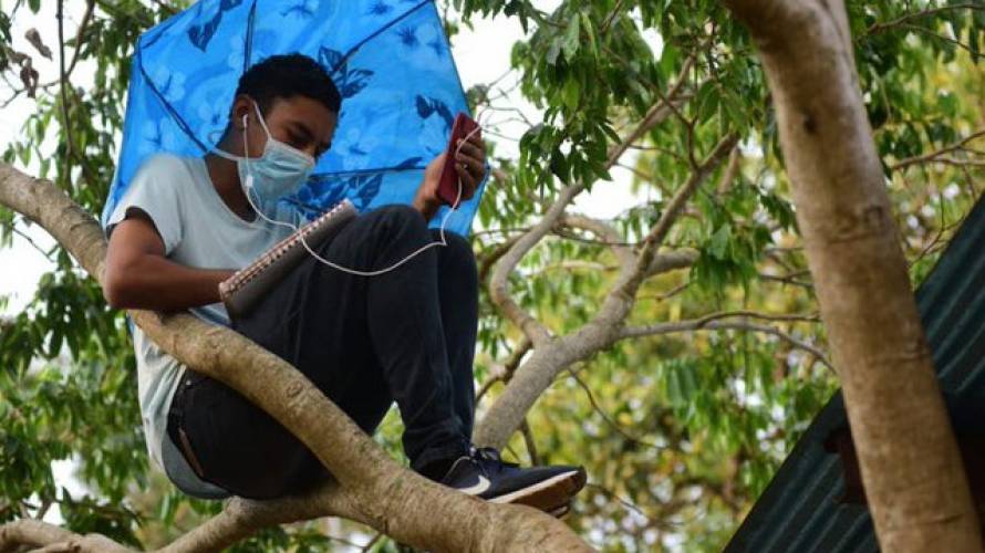 La historia del esforzado joven que se subía a un árbol para poder estudiar