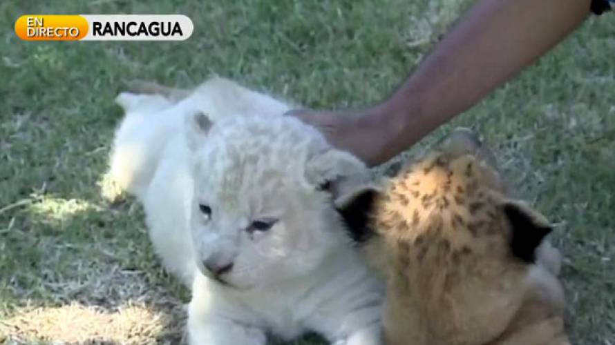 Estos son los nuevos leones del Parque Safari!